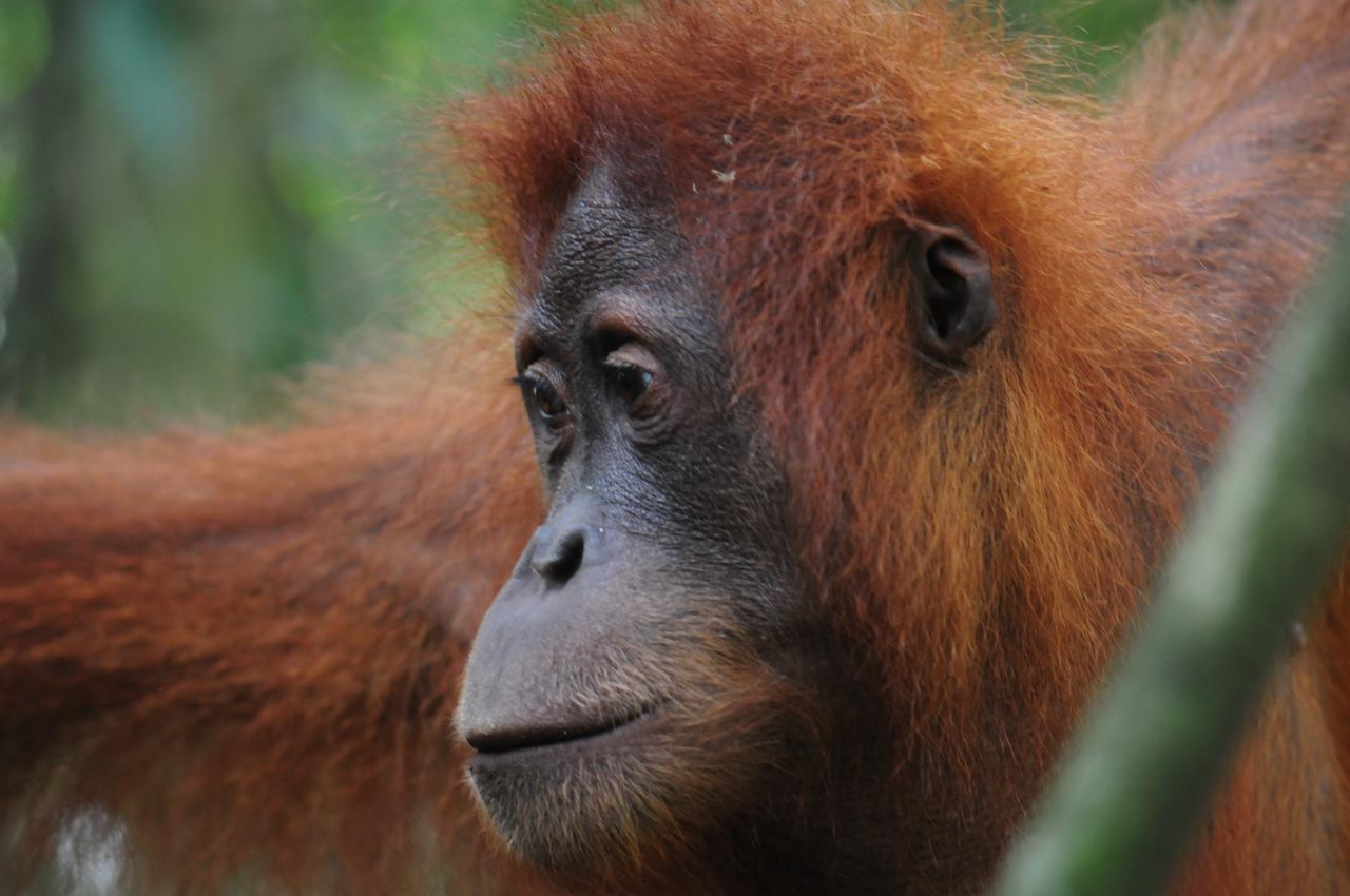 Ecotravel Cottages Bukit Lawang Eksteriør bilde