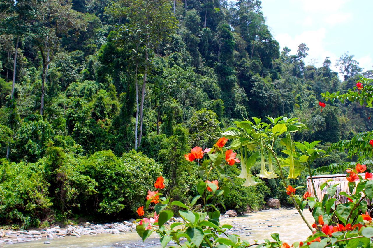 Ecotravel Cottages Bukit Lawang Eksteriør bilde